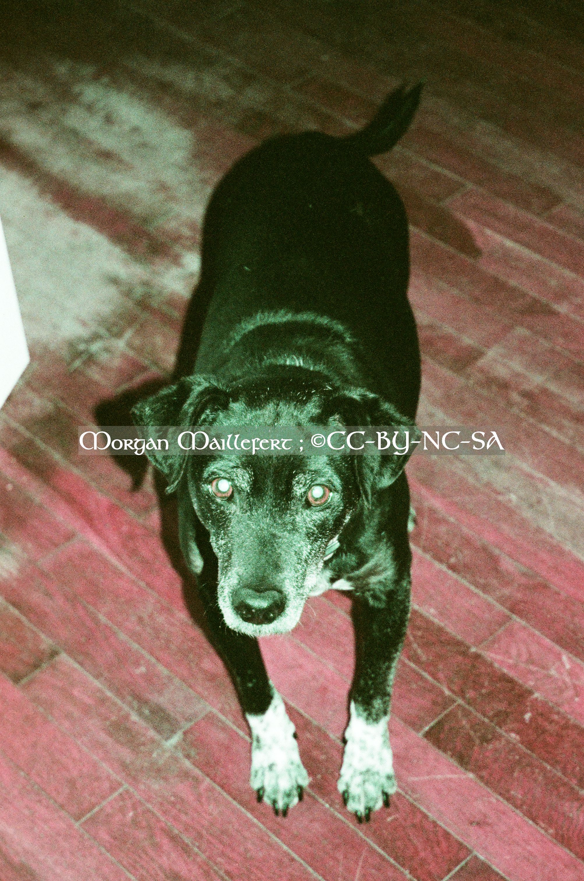 Ma chienne Nina, 2023