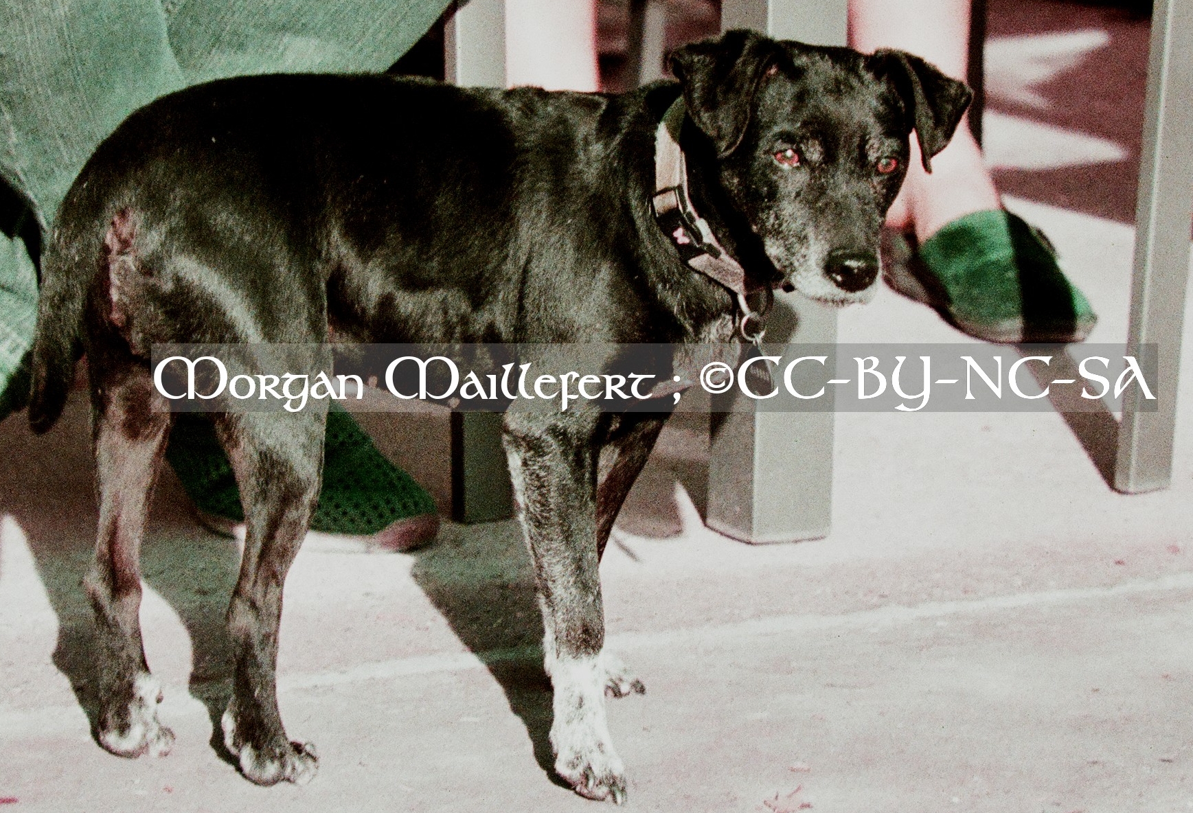 Ma chienne Nina, 2023