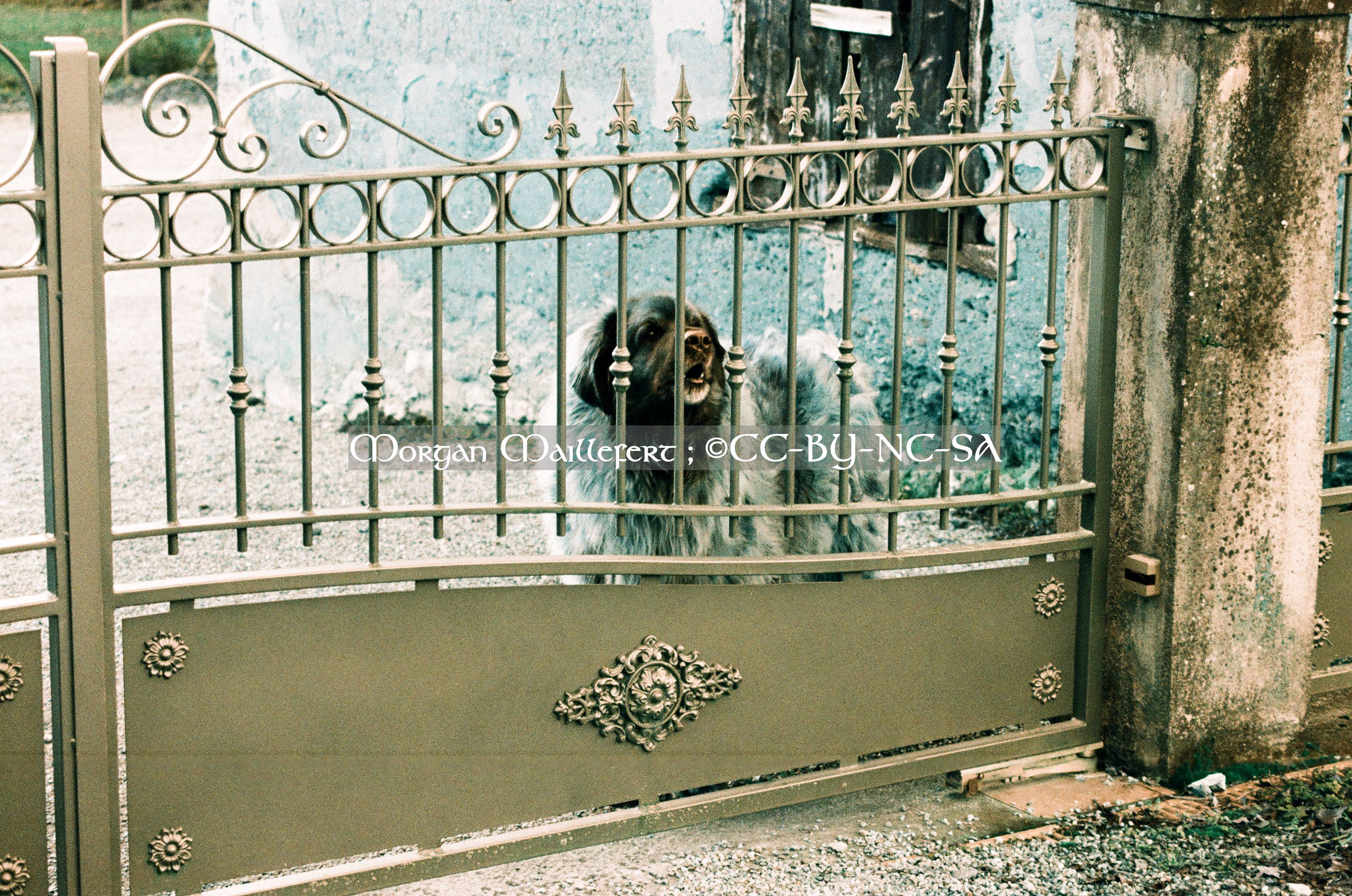 Un chien à Évrieux, 2023