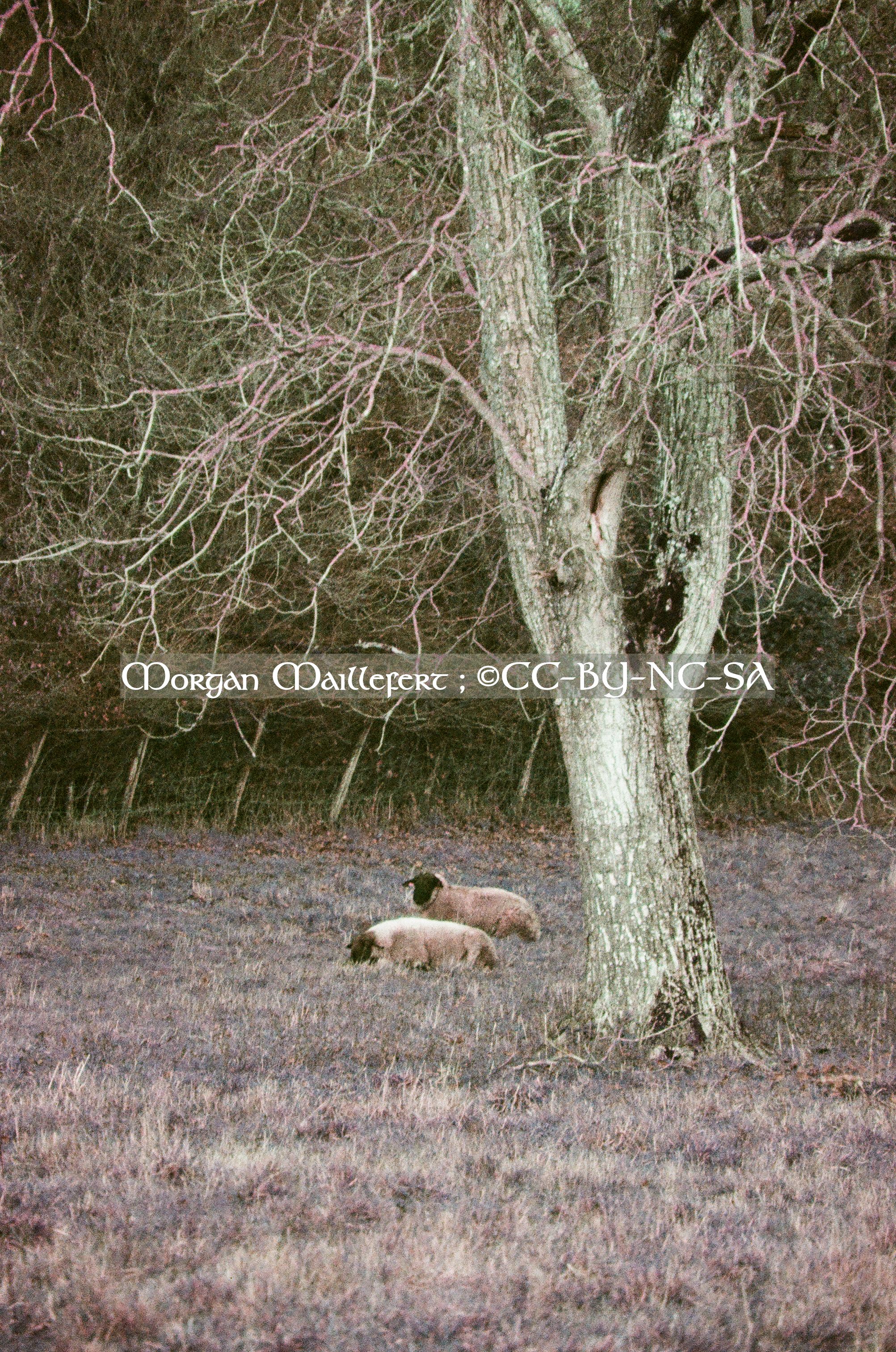 Des moutons paîtrant dans un champ au hameau de Banne, 70150 Sornay, 2023