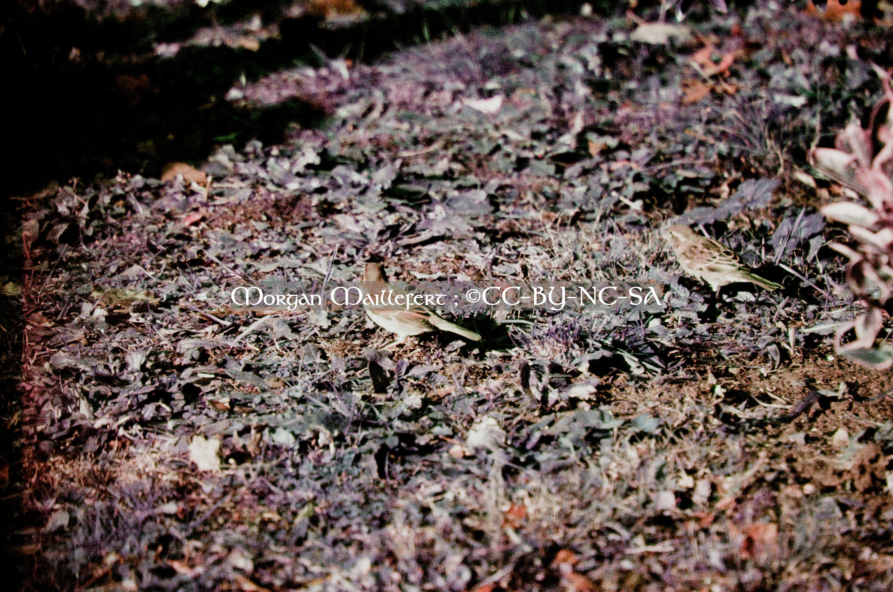 oiseau à la maison, 2023